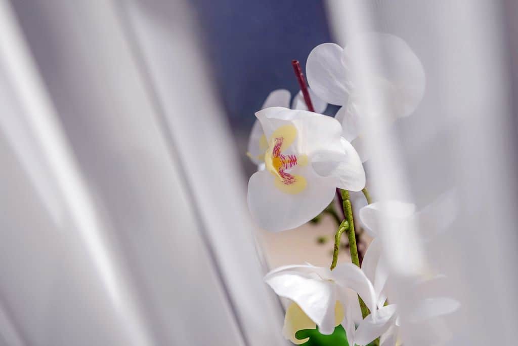 derma competence center