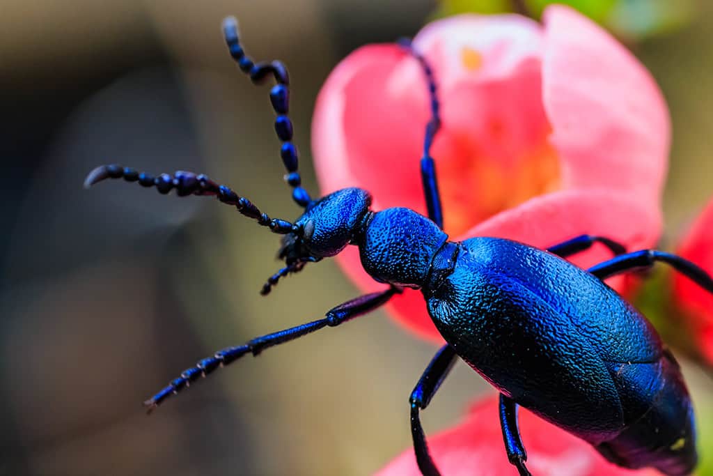 Blister beetle extract naturally helps against warts. New therapy to treat molluscum warts.
